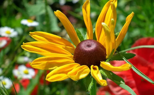 Rudbekia Yucon Gold 11 