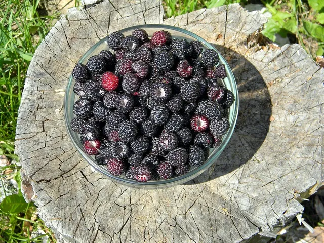 raspberries-g911026a7b_1920