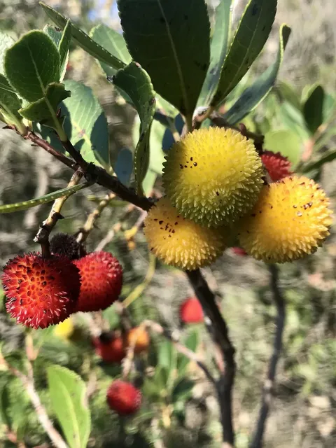 strawberry-4046123_1920