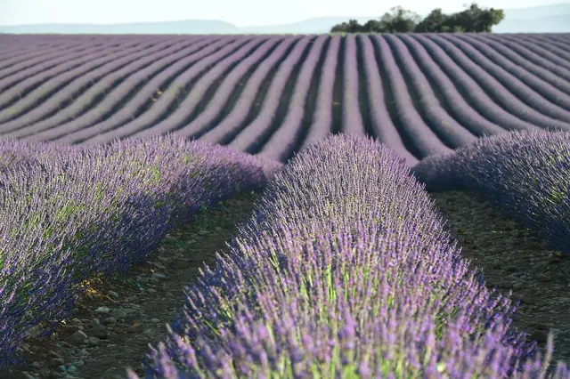 lavender-1595587_1920