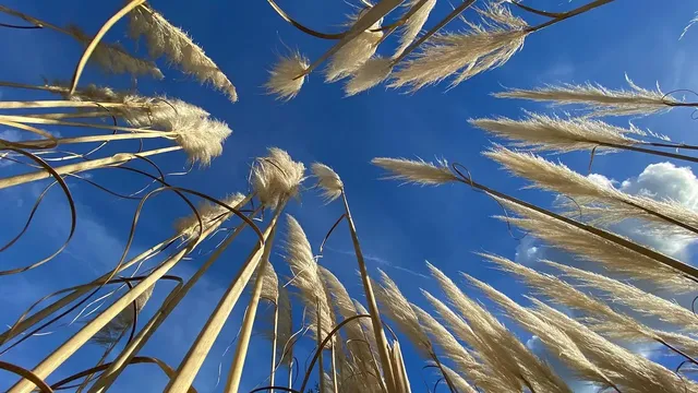trawa pampasowa  8