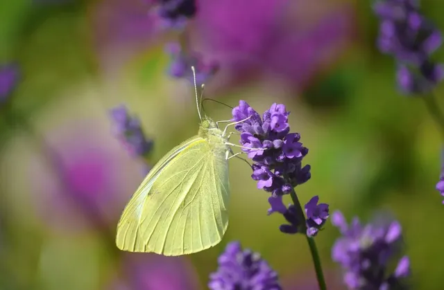 lavender-1595587_1920