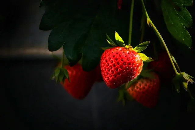ZDJ_CIE (23)