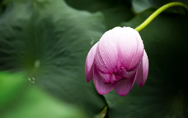 istockphoto-1409264168-612x612