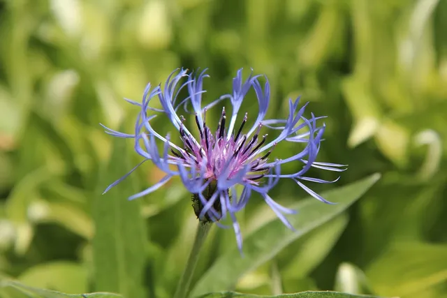 blueberry-4357175_1920