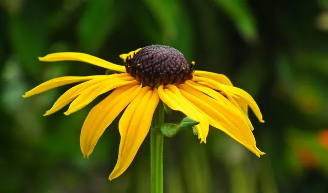 rudbeckia-7406379_1920