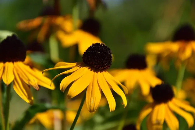 rudbekia