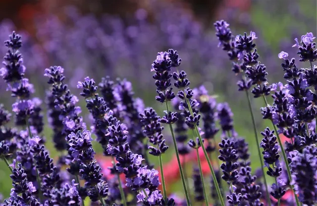 Lawenda Hidcote Blue Strain 13