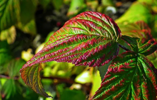 raspberries-g911026a7b_1920