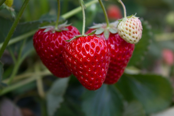 strawberries-g2d248330b_1920